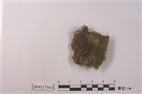 藏品(美錦苔)的圖片